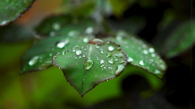 （合集）夏天下雨天的绿色治愈系风景