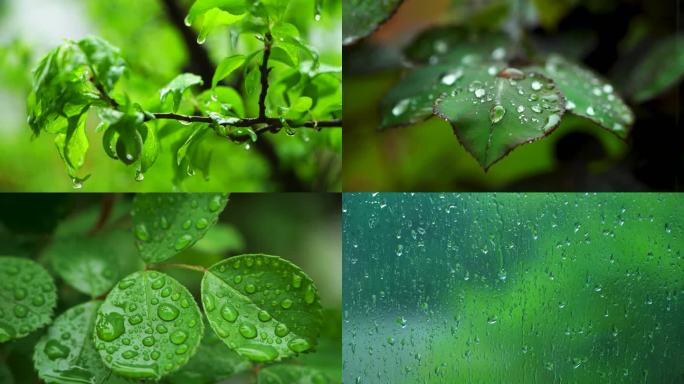 （合集）夏天下雨天的绿色治愈系风景