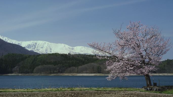 以白波山脉为背景的青木湖和樱花
