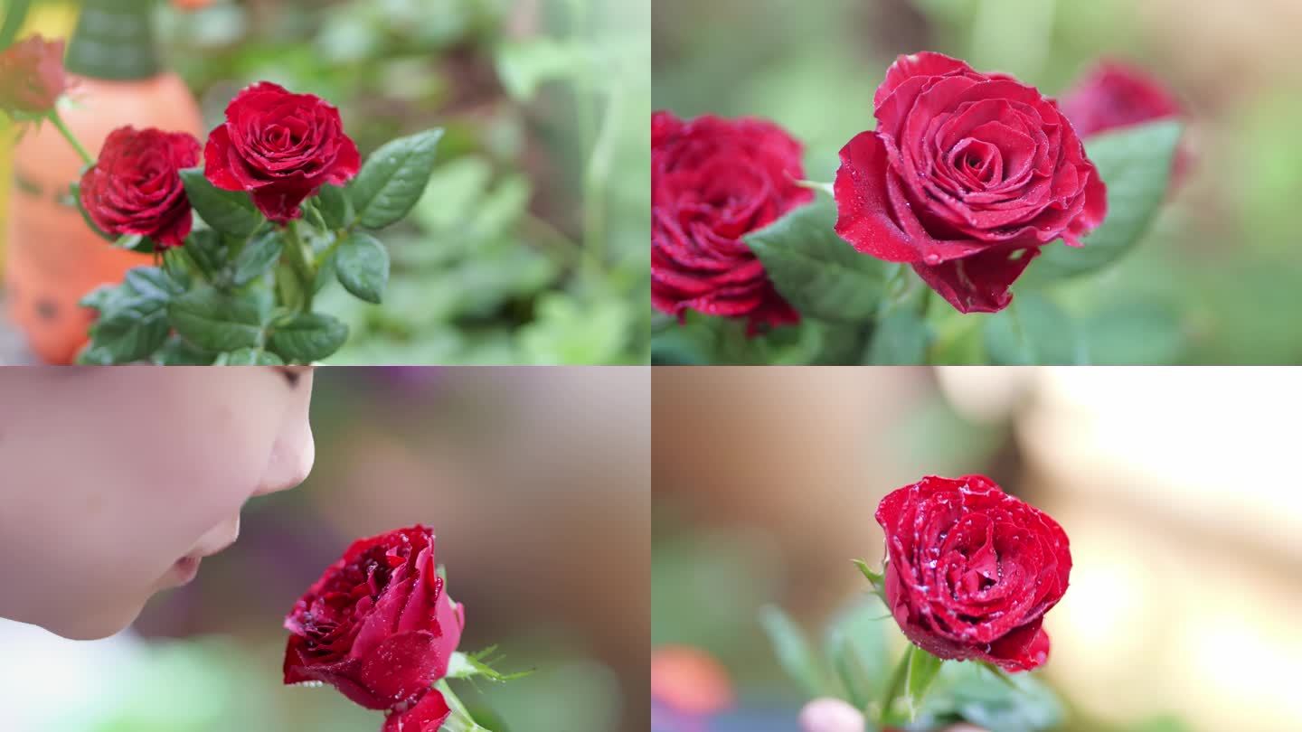 情人节的玫瑰花