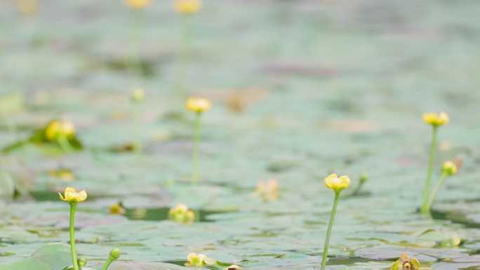 公园里的花草特写