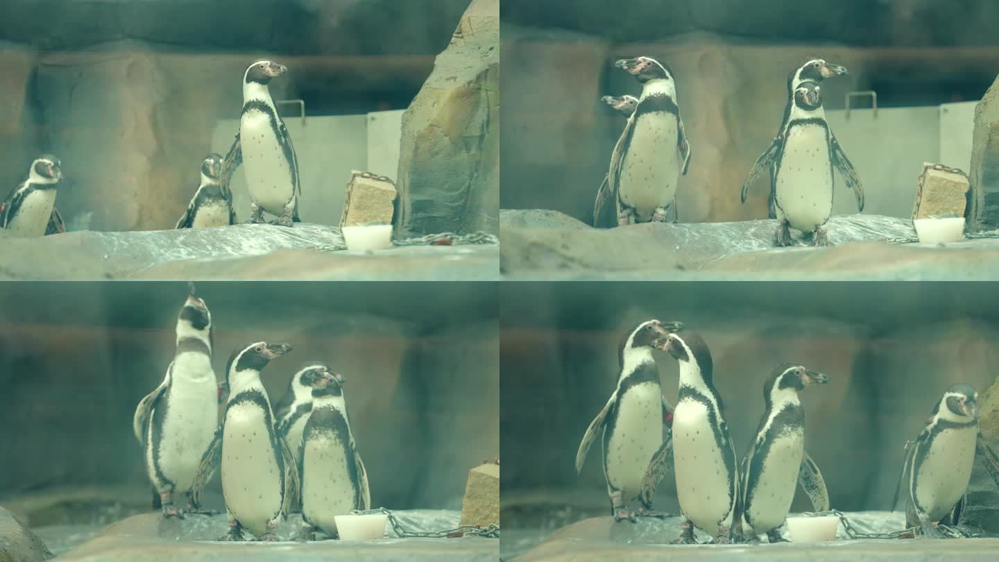 4K 武汉 动物园 企鹅 动物