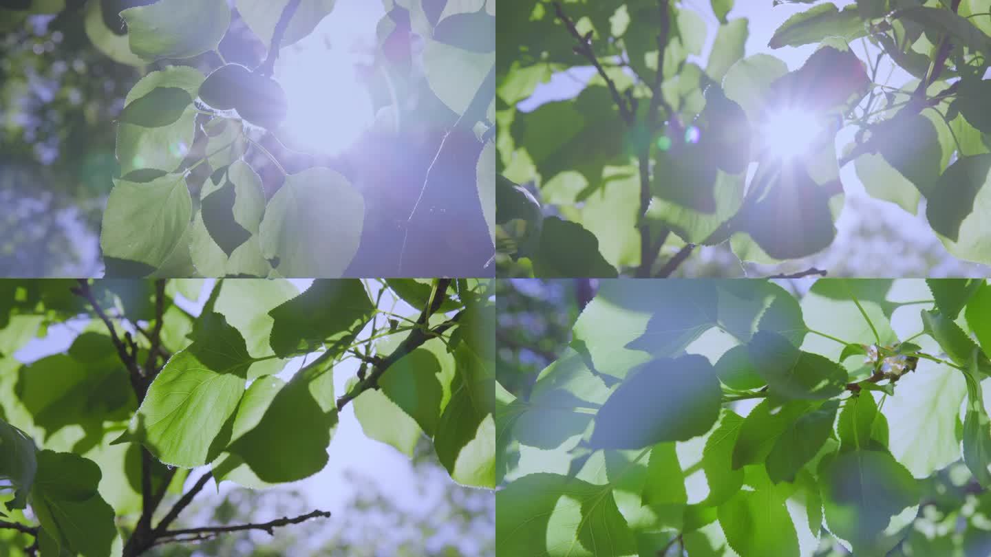 刺眼阳光透过树叶2