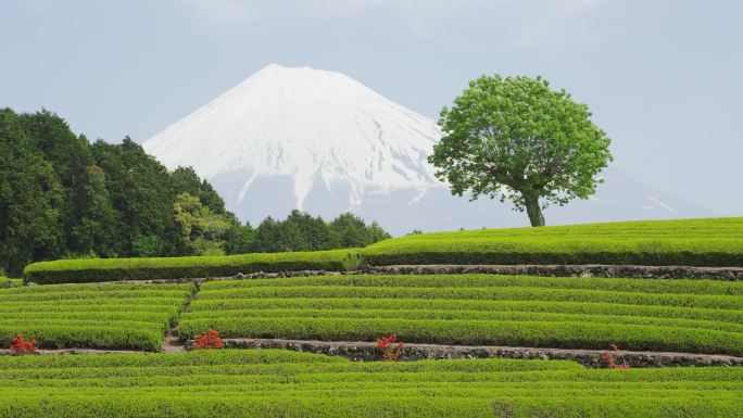 茶园和富士山