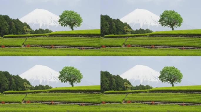 茶园和富士山