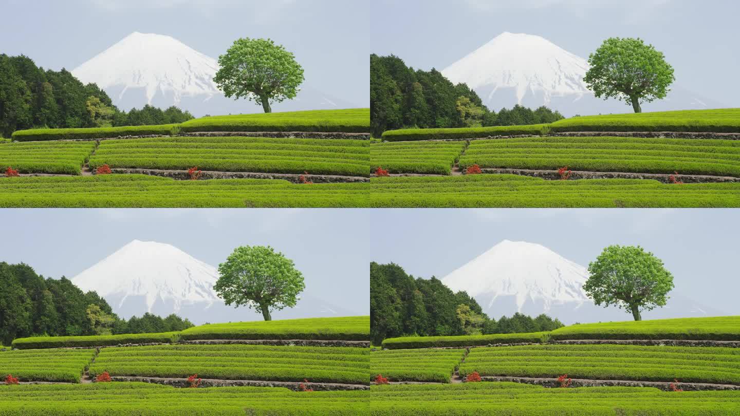 茶园和富士山