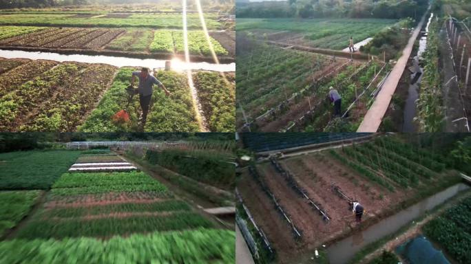 航拍广州都市中的蔬菜园和果园种植