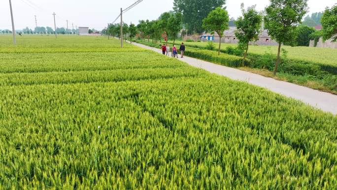 几个农民在麦田旁边的道路上里走