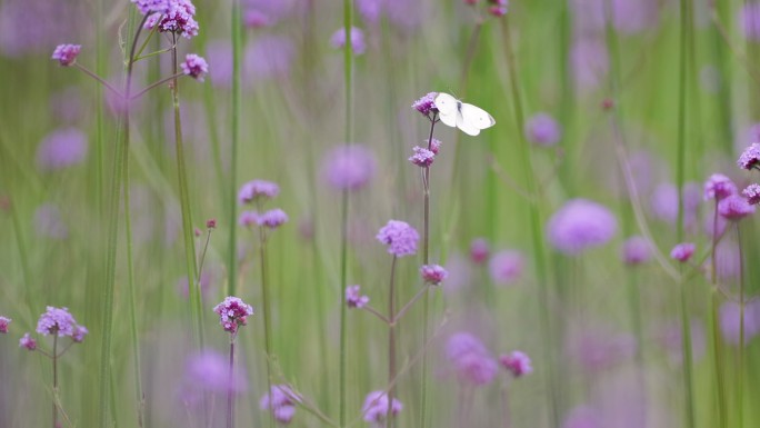 公园里的花草特写