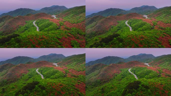 浏阳大围山杜鹃花海航拍