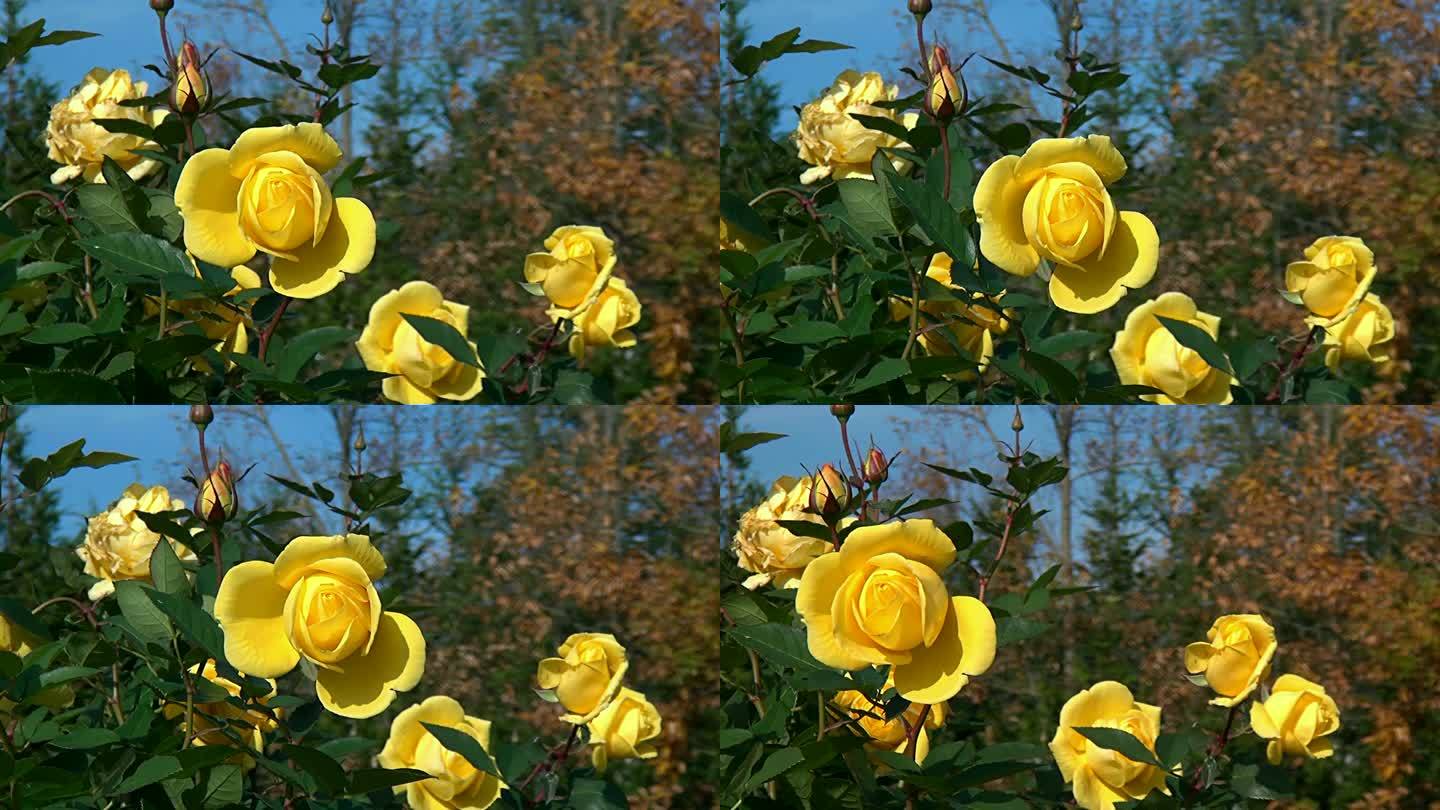 黄玫瑰随风飘动
