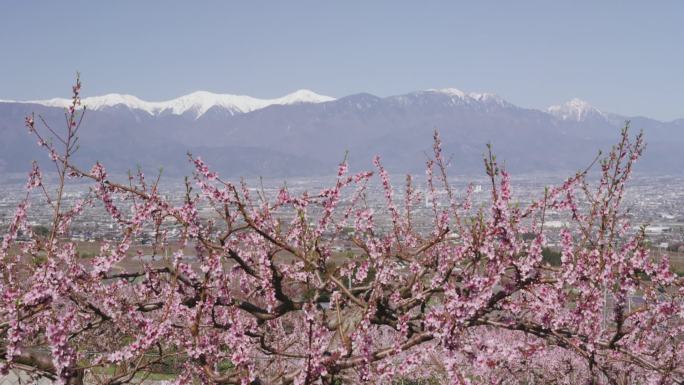 桃花与口府盆地和日本阿尔卑斯山为背景