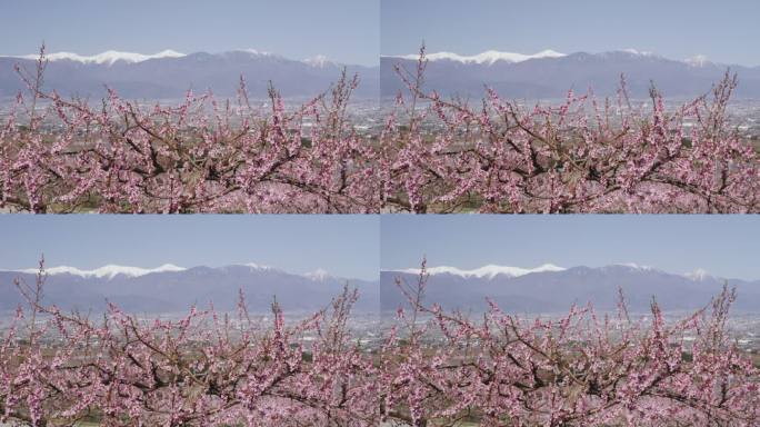 桃花与口府盆地和日本阿尔卑斯山为背景