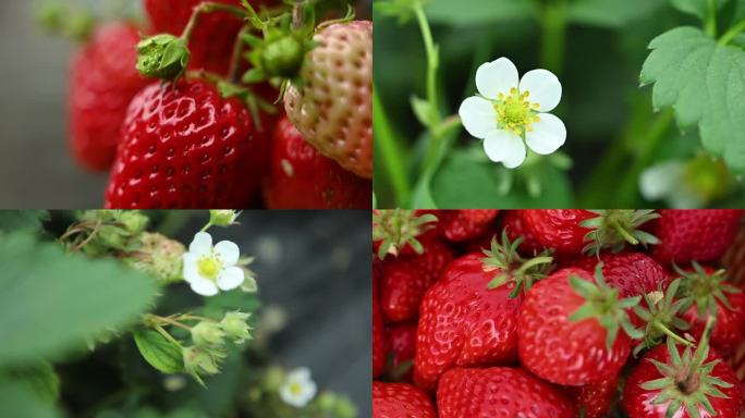 高清实拍草莓园小朋友摘草莓