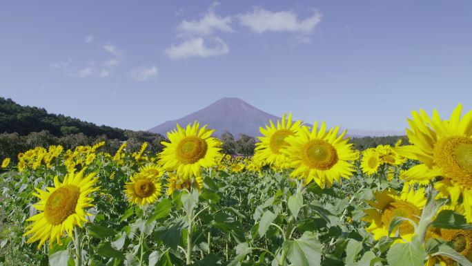 向日葵田后面的富士山