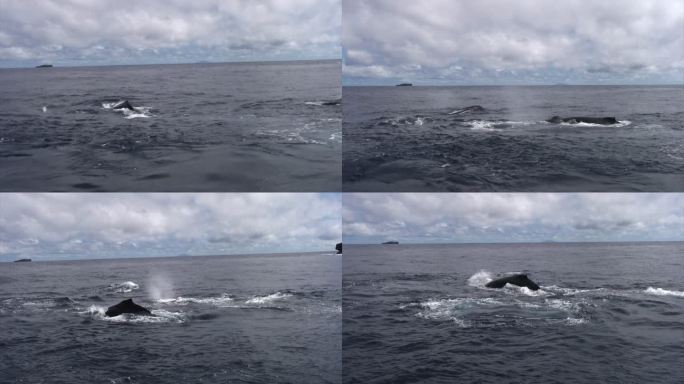 鲸鱼在汤加吹水