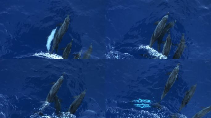 海豚游近海面