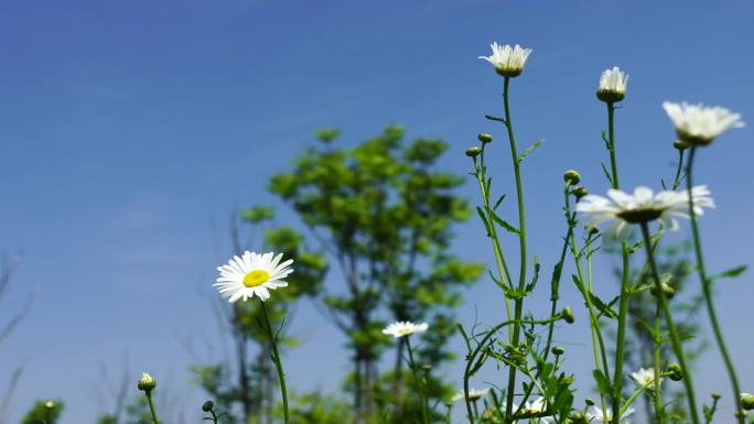 （合集）夏日阳光下雏菊的治愈唯美风景