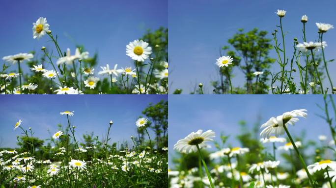 （合集）夏日阳光下雏菊的治愈唯美风景