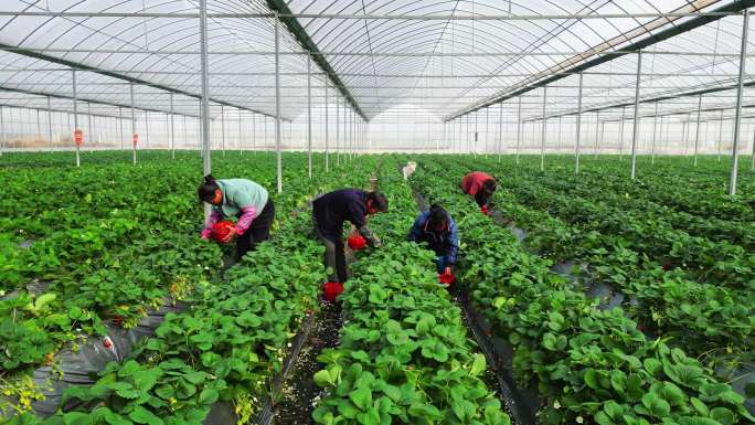 农业大棚草莓种植