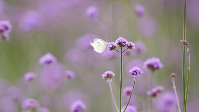 公园里的花草特写