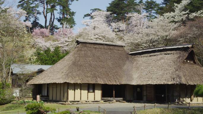 茅草屋顶的房子和樱桃树