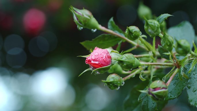 4K雨中的玫瑰花  雨中花
