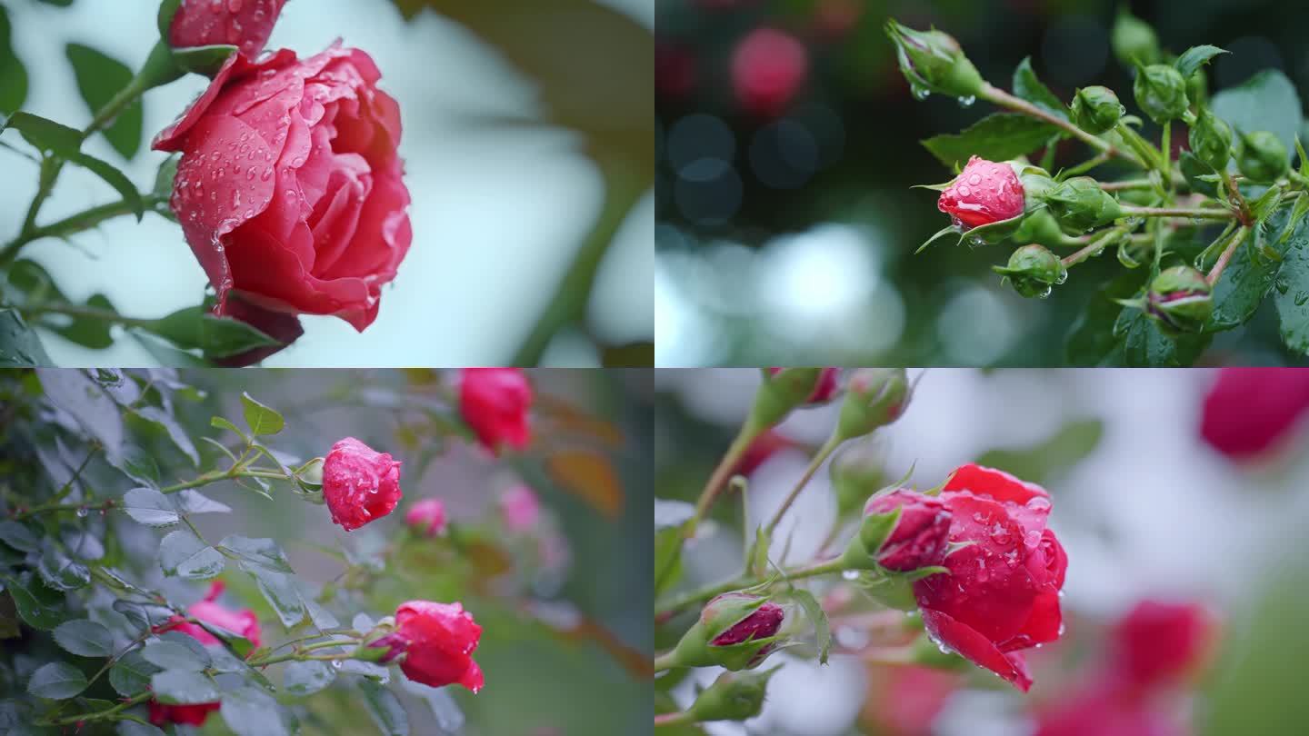 4K雨中的玫瑰花  雨中花