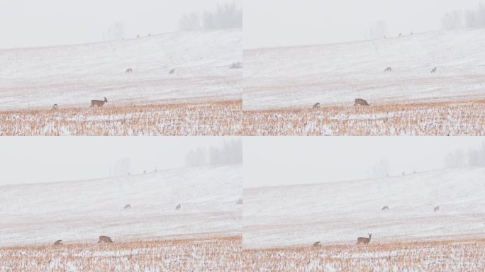 大兴安岭狍子矮鹿野生动物冬天下雪