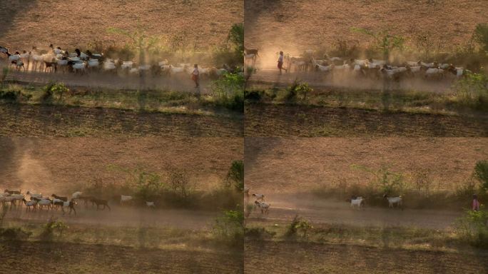 一群牛在缅甸移动