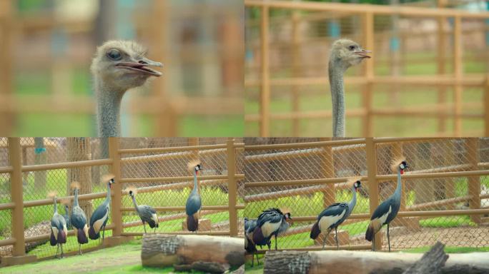 4K 鸵鸟 武汉 动物园 宣传片动物世界