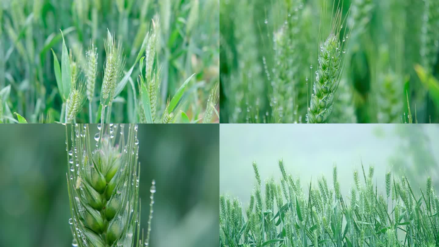 【原创实拍】雨后小麦麦芒露珠