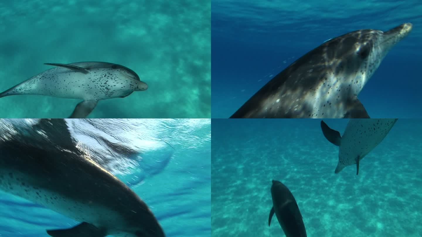 一对海豚在巴哈马群岛的水下游泳