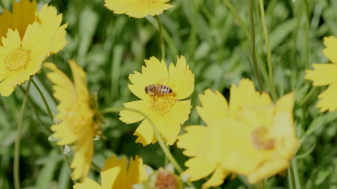 小菊花和小蜜蜂 4K原创实拍