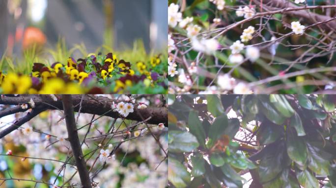 春天来了花朵盛开草木植被风景视频素材90