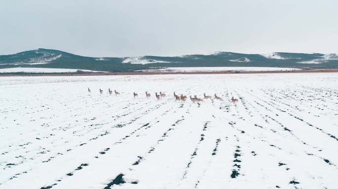 大兴安岭狍子矮鹿野生动物冬天