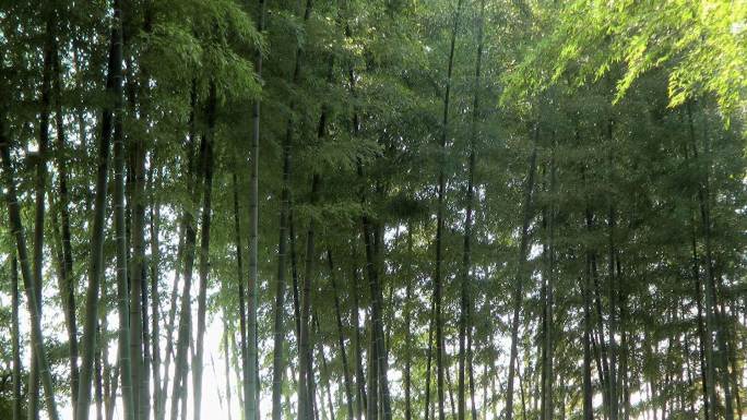 日本镰仓，随风摇摆的竹林