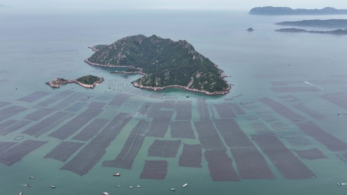 紫菜养殖大面积紫菜海边紫菜养殖基地