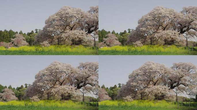 吉田的大樱桃树