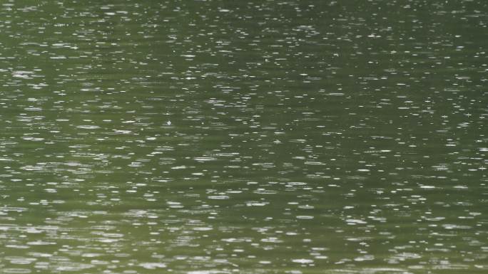 绿色的湖面下雨