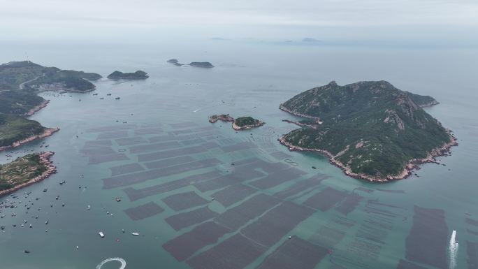 紫菜养殖大面积紫菜海边紫菜养殖基地