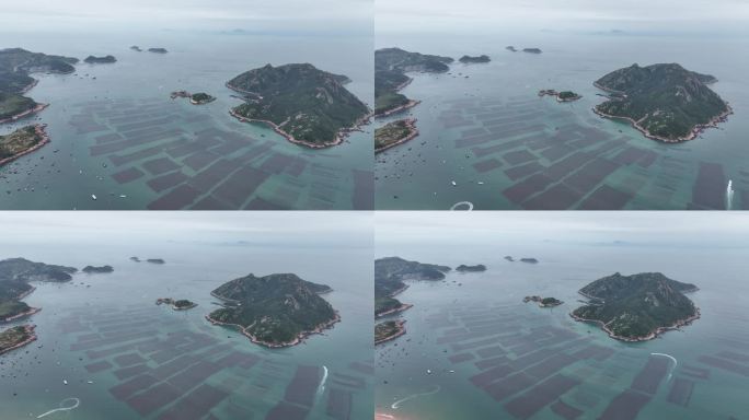 紫菜养殖大面积紫菜海边紫菜养殖基地