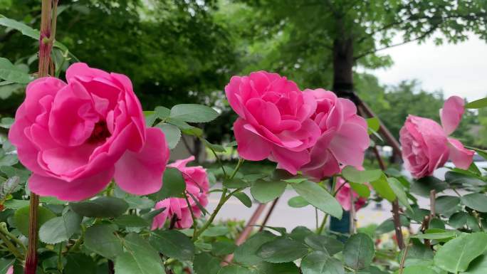 蔷薇花 月季花 篱笆花墙