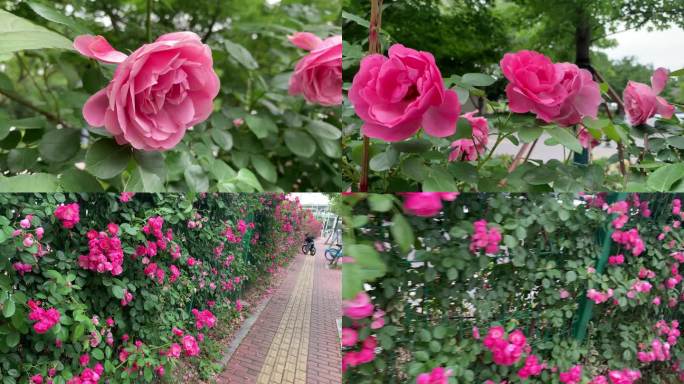蔷薇花 月季花 篱笆花墙
