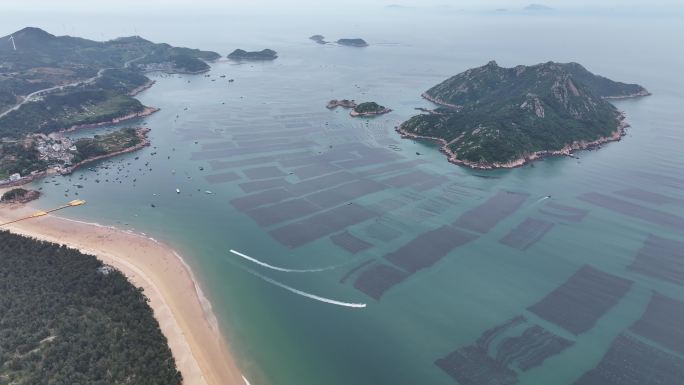 紫菜养殖大面积紫菜海边紫菜养殖基地