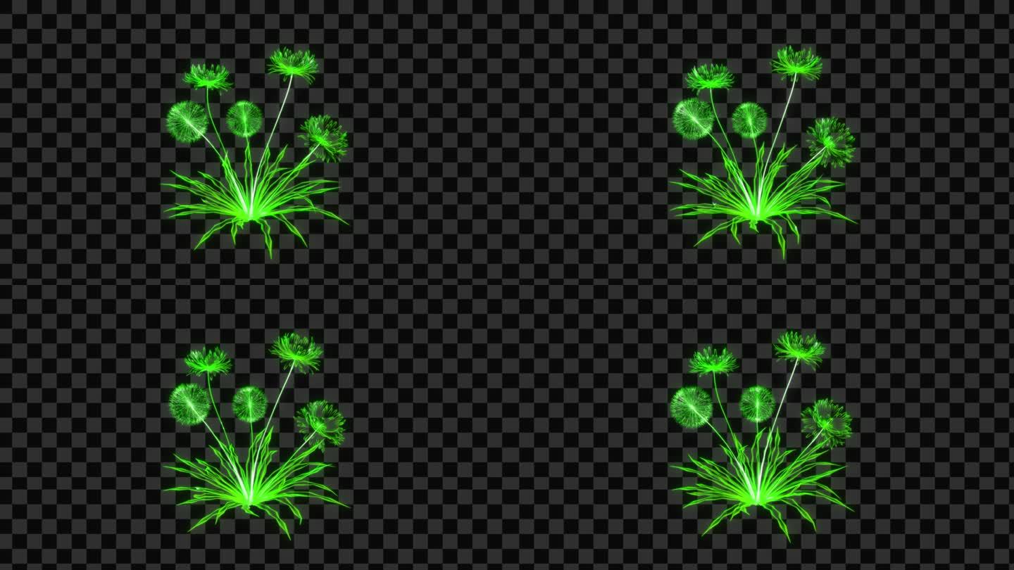 绿色发光植物蒲公英-带透明通道