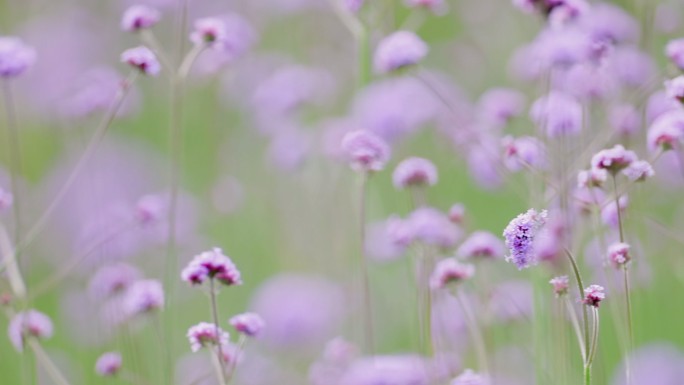 公园里的花草特写