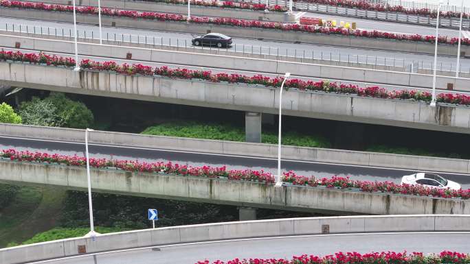 江苏淮安：月季花栽植美化快速路