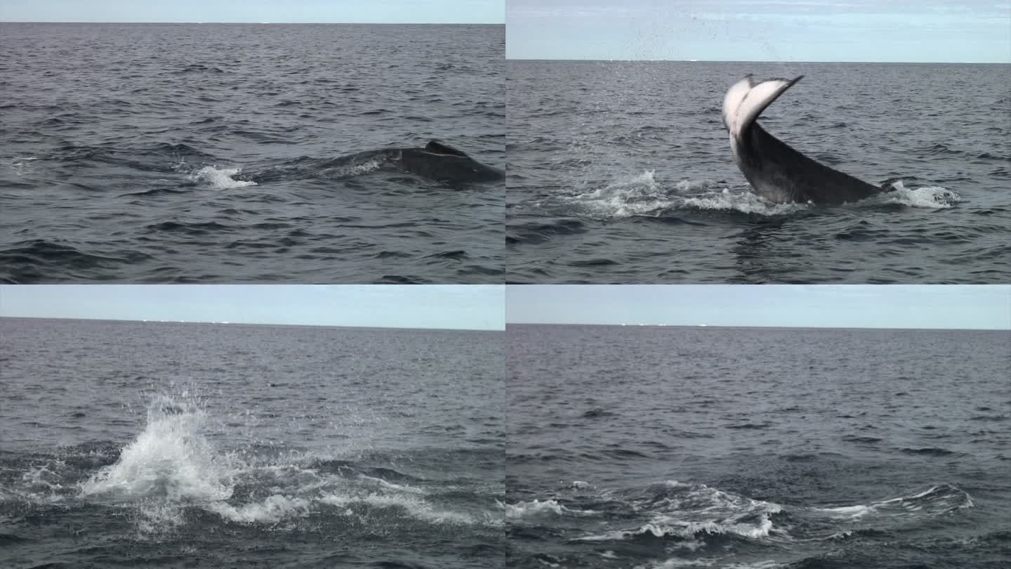 在汤加，鲸鱼用它的吸虫撞击海洋表面