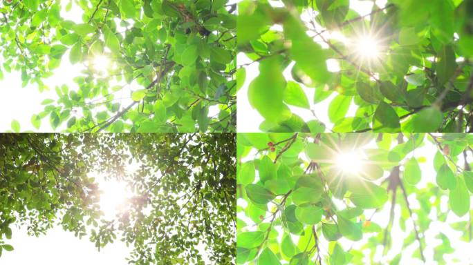4K阳光透过绿树枝叶